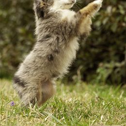 Miniature American Shepherd, Miniature Australian Shepherd, and Toy Australian Shepherd Puppies from Fine Hill Aussies