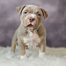 Big Daddy Cane - Lilac tri-color American Bully puppy in Elberta, Alabama from Laser Elite Bully Creations