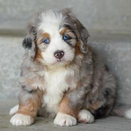 Convoy - Merle male Bernedoodle puppy in Dundee, Ohio from Down Home Doodle