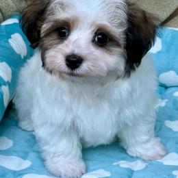 Romeo - Red brindle male Havanese puppy in Wappapello, Missouri from Titanium Havanese LLC