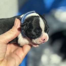 Boy Blue collar - Black and white male Boston Terrier puppy in Mc Donough, Georgia from Ballard Boston Terriers