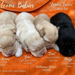 Daffy - Black male Labrador Retriever puppy in Eaton Rapids, Michigan from Higher Ground Labradors