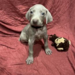 Black collar - Silver gray male Weimaraner puppy in Payson, Arizona from Desert skyes weims
