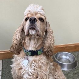 Cocker Spaniels from Symphony Cockers