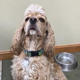 Cocker Spaniels from Symphony Cockers