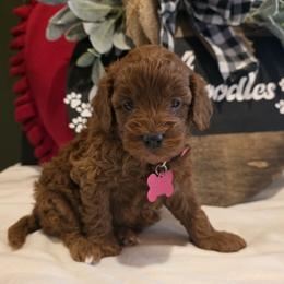 Bailey - Red  female Goldendoodle puppy in Bristol, Tennessee from 4goldendoodles