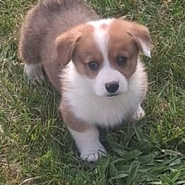 Laredo - Red male Pembroke Welsh Corgi puppy in Hillsville, Virginia from Bonderosa Kennels