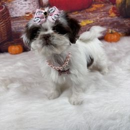 Naomi - Liver and white female Shih Tzu puppy in Columbia, Kentucky from Lisa Bandy Shih Tzu