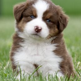 Puddles - Red tri-color Australian Shepherd puppy in Denton, Maryland from Oak Haven Aussies
