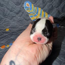 Barrel - Seal and white male Boston Terrier puppy in Ringgold, Georgia from A-K Boston Terriers