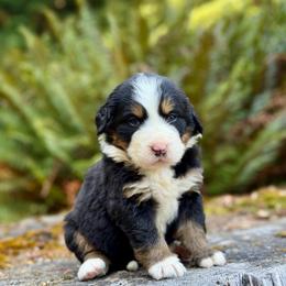 Poison Ivy (Yellow Collar) - Black rust and white female Bernese Mountain Dog puppy in Stanwood, Washington from Butter Cup Pups and Paws