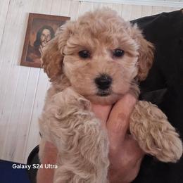 Bodie - Cream male Maltipoo puppy in Nokomis, Florida from Sunset Farm Florida