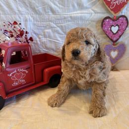 Stephan - Red  male Goldendoodle puppy in Bucyrus, Missouri from Hill Top Pomskies