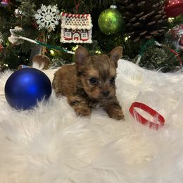 Dasher (Red) - Liver male Yorkshire Terrier puppy in Hardeeville, South Carolina from Pups of the Lowcountry