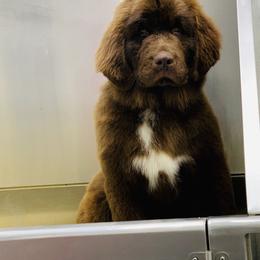 Newfoundland Puppies from Dyer Lake Newfoundland’s