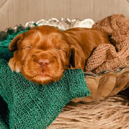 Green Collar - Caramel female Australian Labradoodle puppy in Decatur, Alabama from Southern Meadows Doodles