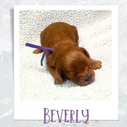 Cavapoo Puppies from PuppybuddyUSA