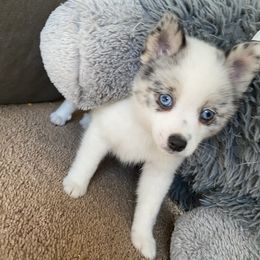 Pomsky Puppies from Pomsky‘s Palace