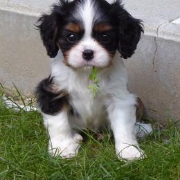 Cavalier King Charles Spaniel Puppies from Streffield Cavaliers