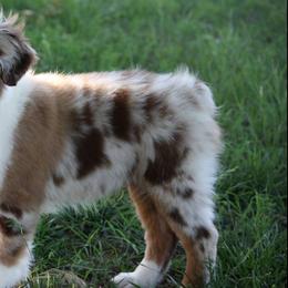 Miniature American Shepherds from Rikashay Kennels