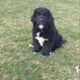 Beastly Boy - Black male Newfoundland puppy in Sugarcreek, Ohio from Wrinkles Rare Newfoundlands