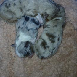 Red m female - Red merle female Miniature Australian Shepherd puppy in Elkhart, Texas from Donaldson Dogz