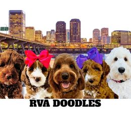 Goldendoodle All Grown Up from RVA DOODLES, LLC