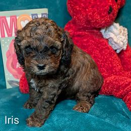 Iris - Brown and tan female Cockapoo puppy in Sunset, Louisiana from Cano Cockapoos