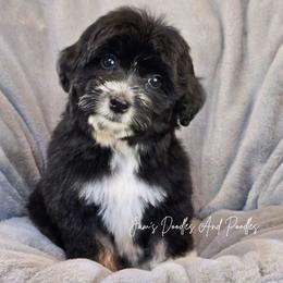 Mekong - Black and white female Aussiedoodle puppy in Cleveland, Georgia from Jam's Doodles And Poodles