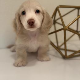 Silas - Cream male Dachshund puppy in Fort Gibson, Oklahoma from Cooper’s Dachshunds