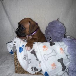 Molly - Fawn female Boxer puppy in Garland, North Carolina from Magen's Boxers