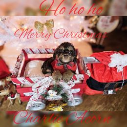 Cockapoo Puppies from Royal Cockapoo Playhouse