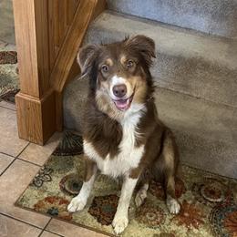 Scarlet - Australian Shepherd