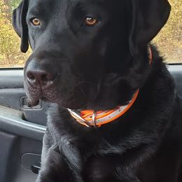 Labrador Retriever All Grown Up from Hayden Creek Labs