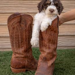 Bernedoodles, Cavapoos, and Goldendoodles from Waterloo Doodles