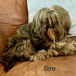 Toshi - Lhasa Apso