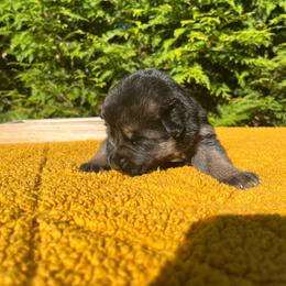 Aspen - Black and tan female German Shepherd puppy in Mc Minnville, Tennessee from Hobbs Family Shepherds
