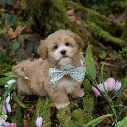 Hermes - Apricot male Maltipoo puppy in Deming, Washington from Heavenly Puppies to Love