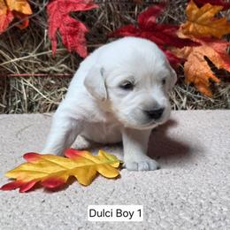 Dulci boy 1 - Light golden male Golden Retriever puppy in Niles, Michigan from Composer Goldens