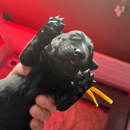 Yukon Cornelius - Black male Labrador Retriever puppy in Buffalo, New York from Cedar Patch Labradors