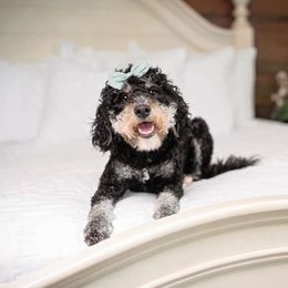 Lollie - Bernedoodle