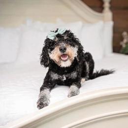 Lollie - Bernedoodle