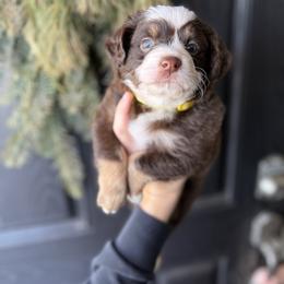 Denali - male Australian Mountain Doodle puppy in Inola, Oklahoma from Blue Stem Companions