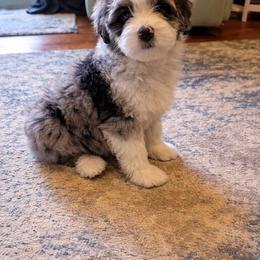 Aussiedoodle Puppies from Triple Creek Aussies and Doodles