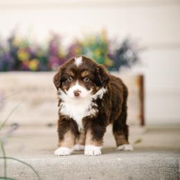 Bonnie - Red tri female Miniature Australian Shepherd puppy in Pocatello, Idaho from R Heart Mini Aussies