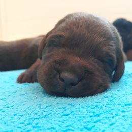 Labrador Retriever Puppies from Fetching Labrador Retrievers