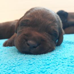 Labrador Retriever Puppies from Fetching Labrador Retrievers