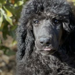 Poodles from Elizabeth's Poodles