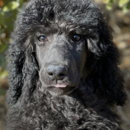Poodles from Elizabeth's Poodles