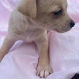 June - Cream female Chihuahua puppy in Scranton, South Carolina from The Magnolia Pawlor, LLC